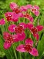 Тигридия ЛИЛАЦЕА (LILACEA), 10 шт. (I) new