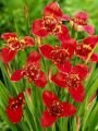 Тигридия СПЕЦИОЗА (SPECIOSA), 10 шт. (I) new