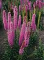 ЛИАТРИС ФЛОРИСТАН ВИОЛЕТТ (FLORISTAN VIOLETT), 8 шт