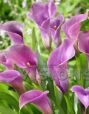 Калла ЛАВЕНДЕР ДЖЕМ (LAVENDER GEM), 2 шт. (I)