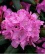 рододендрон гибридный Розеум Элеганс (Roseum Elegans), (А)