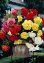 Бегония ампельная Каскад Пендула Смесь (Cascade Pendula Mix), 5 шт. (I)