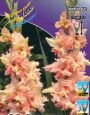Гладиолус МЭДЖИК ФРИЗЗЛС (Раффл) (MAGIC FRIZZLES), 8 шт. (I)