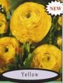 Ранункулюс Yellow (Желтый), 10 шт. (I)
