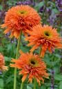 Эхинацея КОЛОРБЁРСТ ОРАНЖ (COLORBURST ORANGE), 1 шт.