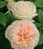 роза флорибунда Garden of Roses (2010г.)
