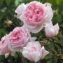 роза The Wedgwood Rose (Остин), ОКС, 2015