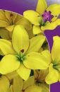 ЛА-гибрид ЙЕЛЛОУ КОКОТ (Yellow Cocote), 5 шт. (I)