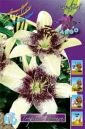 Азиатский гибрид ТРОПИКАЛ БРИЗ (Tropical Breese), 5 шт. (I)