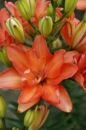 Азиатский гибрид ДАБЛ ОРАНЖ (Double Orange), 5 шт. (I)