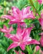 Азиатский гибрид КЭНДИ БЛОССОМ (CANDY BLOSSOM), 5 шт. (I)