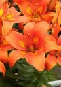 Азиатский гибрид БЕРНИНГ ДЖОЙ (BURNING JOY), 5 шт. (I)