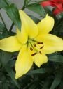 ОА-гибрид ЙЕЛЛОУ ПАУЭР (YELLOW POWER), 5 шт. (I)