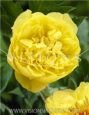 Пион ИТО-гибрид ЙЕЛЛОУ КРАУН (Yellow Crown), 1 шт.