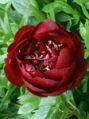 Пион БАКАЙ БЕЛЛЕ (BUCKEYE BELLE), 1 шт. (I)