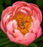 Пион КОРАЛ ШАРМ (Coral Charm), 1 шт.