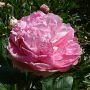 Пион Вивид Роуз (Vivid Rose), 1 шт. Пион Вивид Роуз (Vivid Rose), 1 шт.