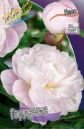 Пион ГАРДЕНИЯ (GARDENIA), 1 шт.