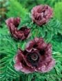 Мак ПАТТИС ПЛАМ (Pattys Plum), 2 шт.