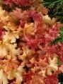 Гейхера ДЖИНДЖЕР ПИЧ (GINGER PEACH), 1 шт. (I)