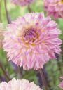Георгин КОЛОРФУЛ ИНВЕСТМЕНТ (COLORFUL INVESTMENT) декоративный, 1шт. (I) new