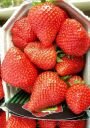 Земляника (фриго) ЭЛИАННИ, 5 шт.