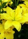 Азиатский гибрид ЙЕЛЛОУ БЛОССОМ (Yellow Blossom ), 7 шт. (I)