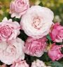 роза флорибунда Rosenfaszination (Розенфасцинейшн) Кордес, ЗКС