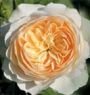 роза Crocus Rose (Крокус Роуз) Остин, ЗКС, 2016