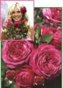 миниатюрная роза Heidi Klum Rose (Хайди Клум Розе) Тантау 2016