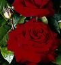 чайно-гибридная роза Helmut Kohl Rose (Гельмут Коль Розе) Тантау 2016 г.