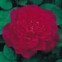роза Sophy's Rose (Соуфиз Роуз) Остин, ЗKC, 2016