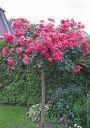 штамбовая роза (140 см) Rosarium uetersen (Кордес) 2016 штамбовая роза (140 см) Rosarium uetersen (Кордес) 2016