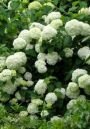 Гортензия древовидная Grandiflora (А)