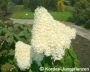 Гортензия метельчатая Grandiflora (Грандифлора) (А)