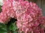 Гортензия метельчатая Vanille Fraise (Ванниле Фрайз) (A)