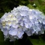 Гортензия крупнолистовая Nikko Bluee (Никко-Блю) (IzА)