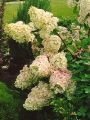 Гортензия метельчатая Unique (Юник) (Iz)