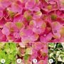 Гортензия крупнолистовая Magical Coral (Мэджикал Корал) (Iz)