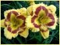 Лилейник Бруквуд Ли Кози (BROOKWOOD LEE CAUSEY), 1 шт.