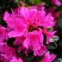 Рододендрон листопадный (азалия) Гейша Пурпл (Geisha Purple) (Iz)