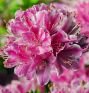 Рододендрон листопадный (азалия) Кермезина Роуз (Kermesina Rosé) (IzА)
