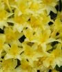 Рододендрон листопадный (азалия) Нарциссефлора (Narcissiflora) (Iz)