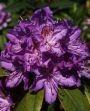 Рододендрон гибридный Пурпуреум Грандифлорум (Purpureum Grandiflorum) (Iz)