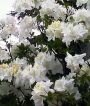 Рододендрон листопадный (азалия) Оксидол (Oxydol ) (А)