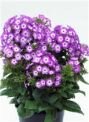 Флокс метельчатый УСПЕХ (Uspech), 3 шт.