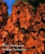 Флокс метельчатый ОРАНЖ ПЕРФЕКШИОН (Orange perfection), 2 шт.