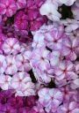 Флокс метельчатый ПОПУРРИ ПУРПЛ (POTPOURRI PURPLE), 1 шт.