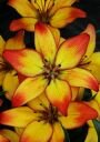 Азиатский гибрид САНСЕТ ДЖОЙ (SUNSET JOY), 5 шт. (I)