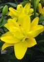 Азиатский гибрид ЙЕЛЛОУ БЕЛЛИЗ (YELLOW BELLIES), 5 шт. (I)